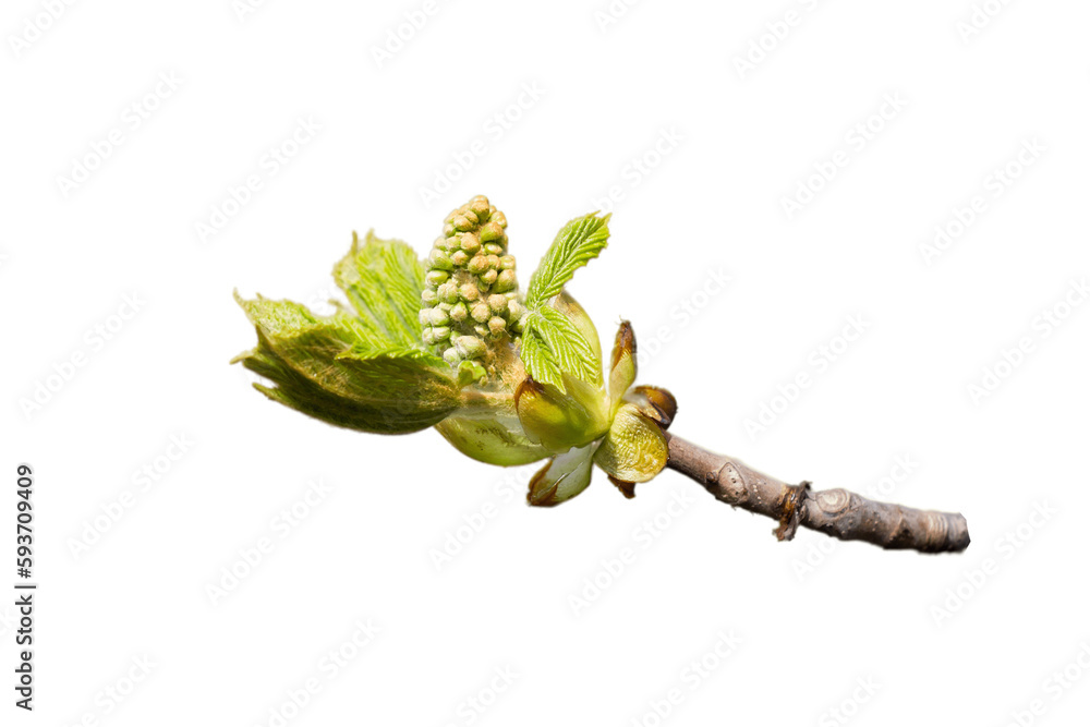 Obraz premium castanea tree branch with young leaves and flowers isolated on a white background