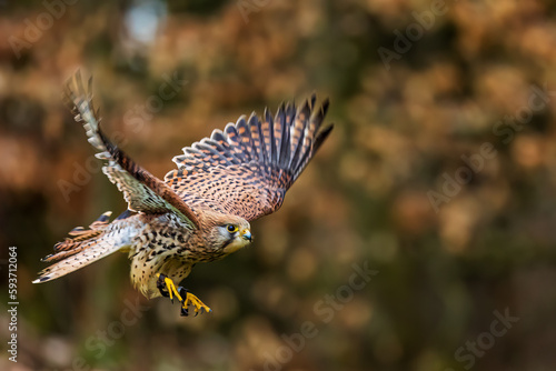 Foto The common kestrel (Falco tinnunculus) lands in the woods
