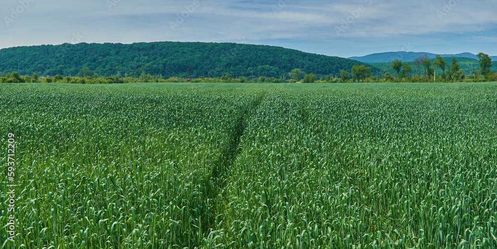 A field of green wheat with a rut of crushed stems against the backdrop of mountains