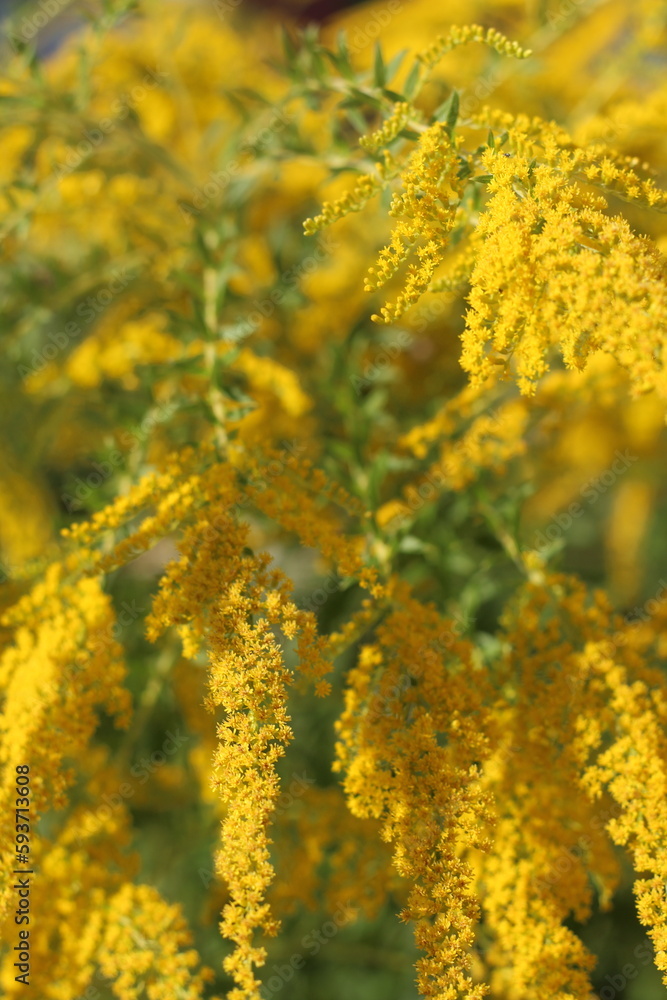 yellow flowers in spring yellow flowers in spring