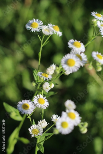 chamomile flowers. chamomile bloom yu flower. chamomile