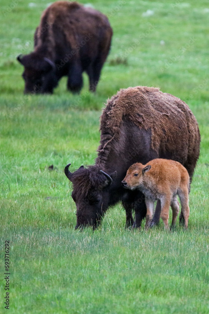 New Buffalo Calf