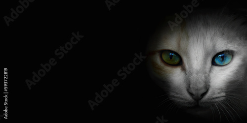 Cat with eyes of a different color looking from the dark. Copy space, space for text, AI generated.