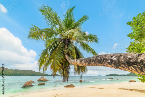 Fototapeta Naklejka Na Ścianę i Meble -  Leaning palm tree in Anse Boudin beach