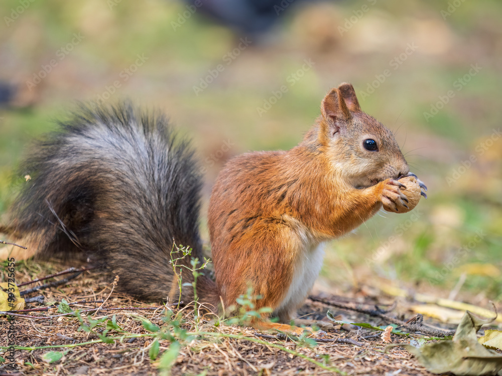 Autumn squirrel with nut sits on green grass with fallen yellow leaves Autumn squirrel with nut sits on green grass with fallen yellow leaves