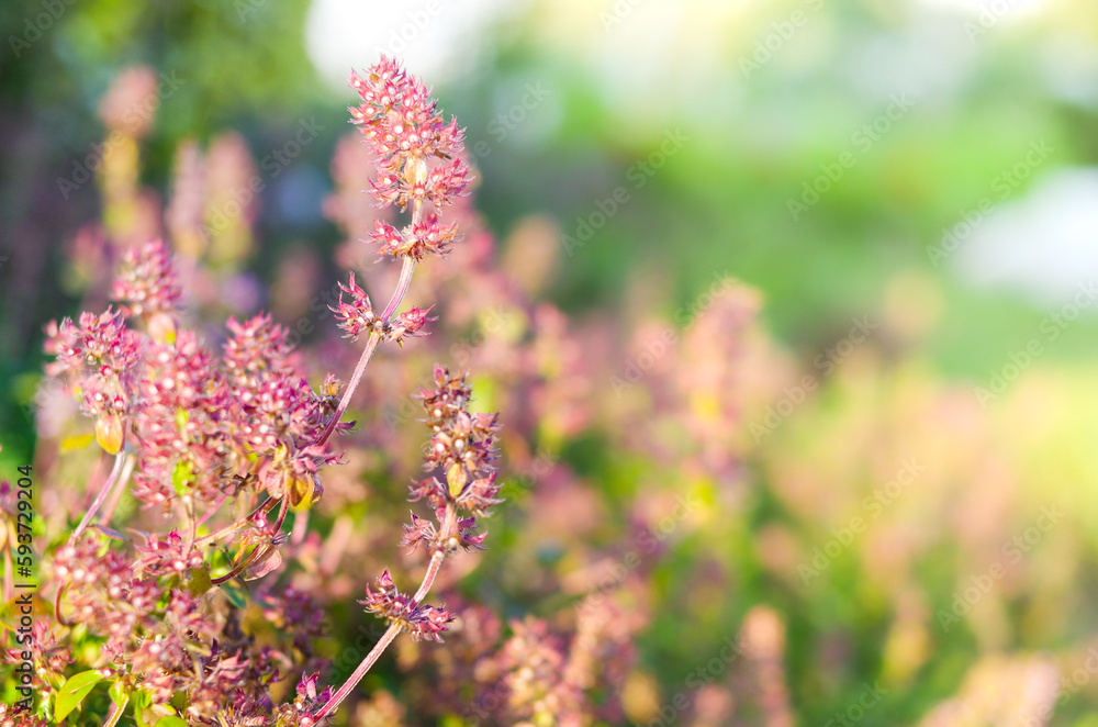 Herbs in the garden. Herbs in the garden.