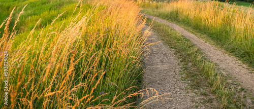 path in the field