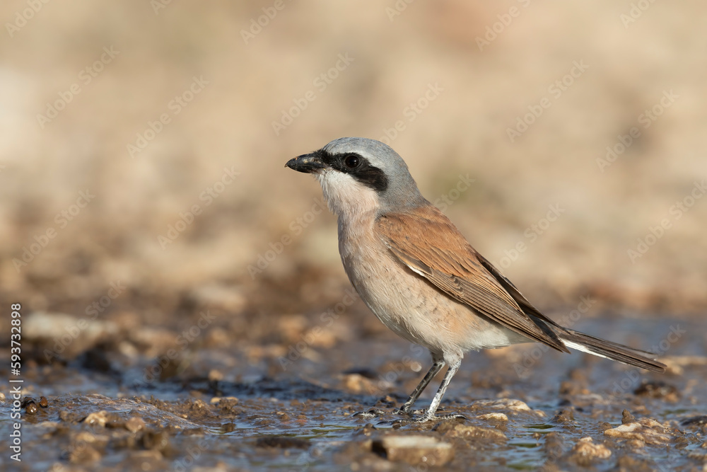 Naklejka premium The male red-backed shrike (Lanius collurio) is a carnivorous passerine bird and member of the shrike family Laniidae.
