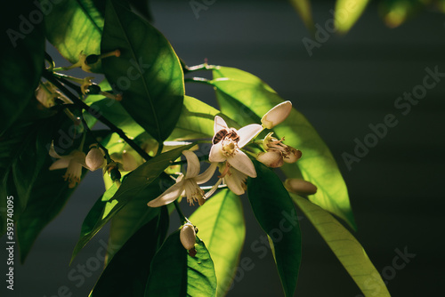 Honey Bee Pollinating Orange Blossom Against Shadowed Background