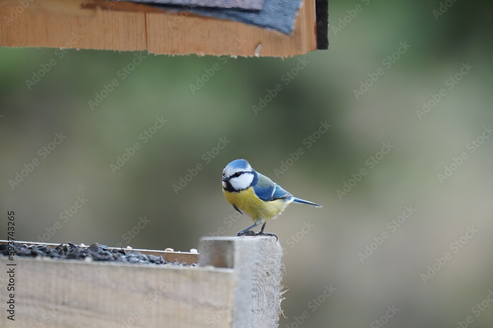 Naklejka premium Small Bird in the wild