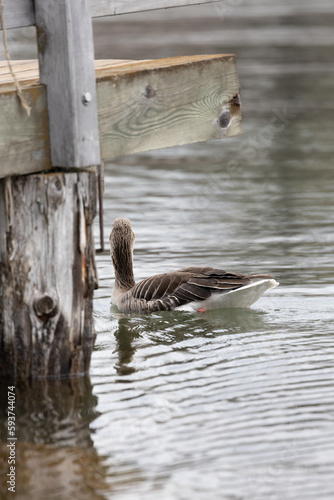 Duck swimming in a lake