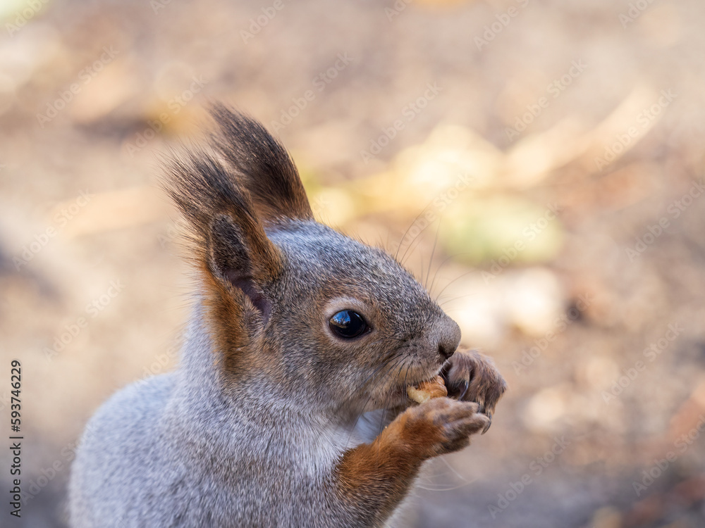 The squirrel with nut sits on tree in the autumn. Eurasian red squirrel, Sciurus vulgaris. The squirrel with nut sits on tree in the autumn. Eurasian red squirrel, Sciurus vulgaris.
