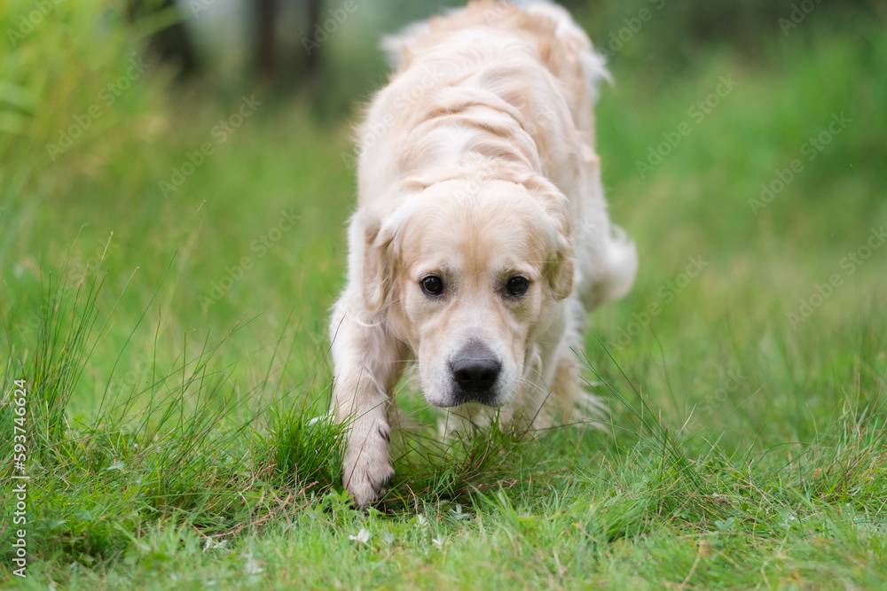 Portrait of a golden retriever on green grass in summer. Happy dog running in a clearing in the woods in the warm season Portrait of a golden retriever on green grass in summer. Happy dog running in a clearing in the woods in the warm season