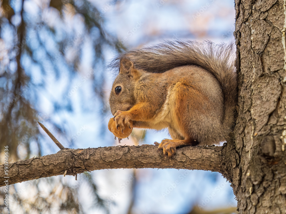 The squirrel with nut sits on tree in the autumn. Eurasian red squirrel, Sciurus vulgaris. The squirrel with nut sits on tree in the autumn. Eurasian red squirrel, Sciurus vulgaris.