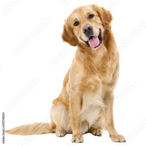 Canvas Print golden retriever dog