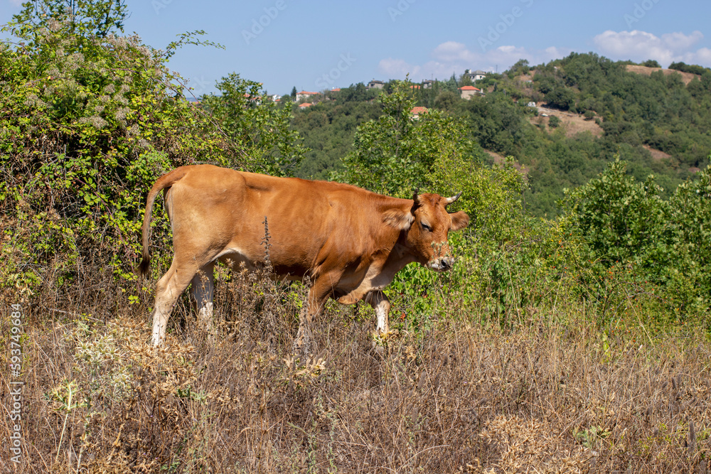 Brown bull standing on grass Brown bull standing on grass