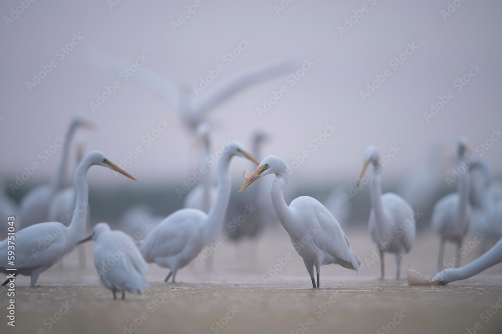 Obraz premium Flock of Egrets Fishing in Misty morning