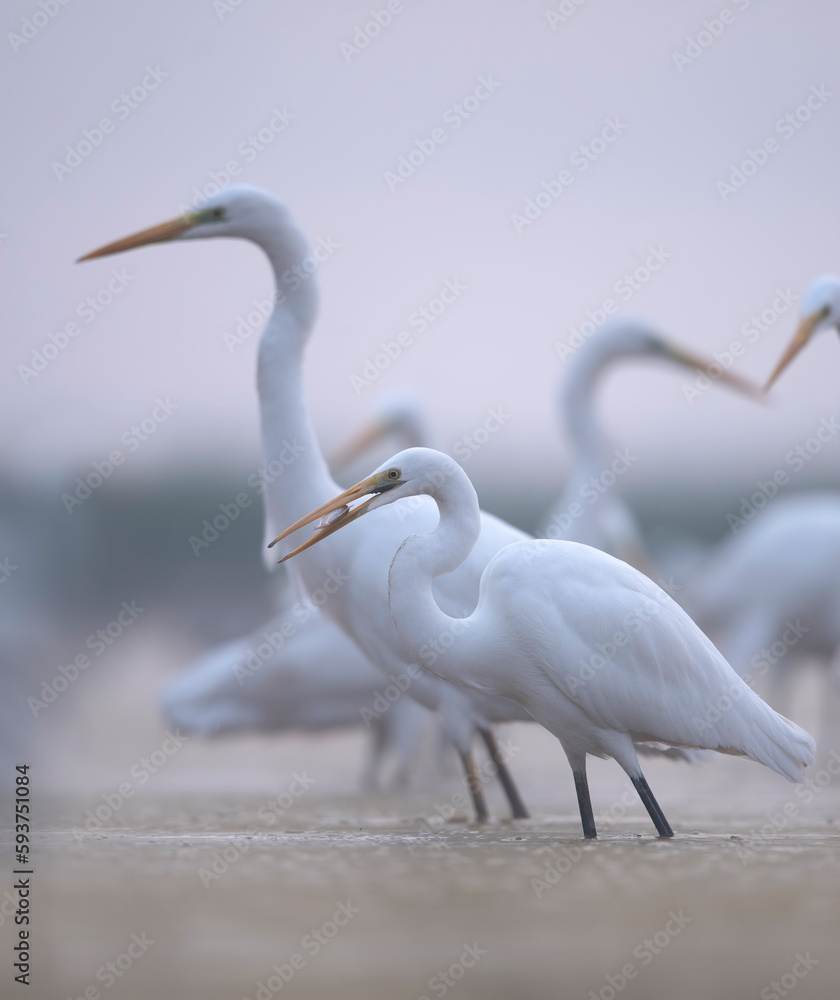 Flock of Egrets Fishing in Misty morning Flock of Egrets Fishing in Misty morning
