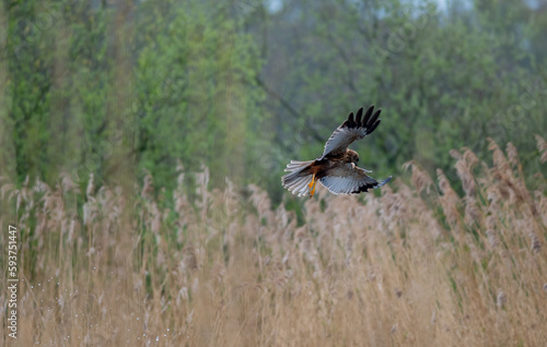 marsh harrier