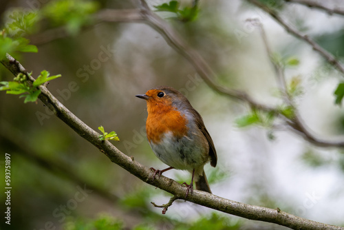 robin on a branch © marcus
