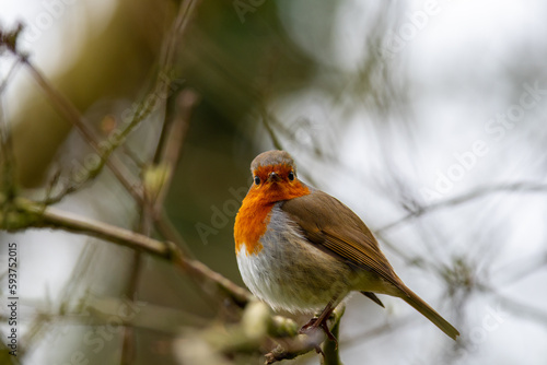 robin on branch