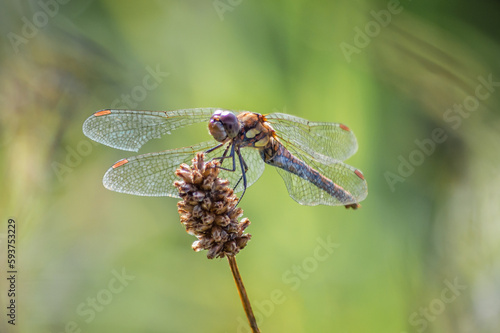 Common Darter dragonfly viewed from underneath on a dried seed head