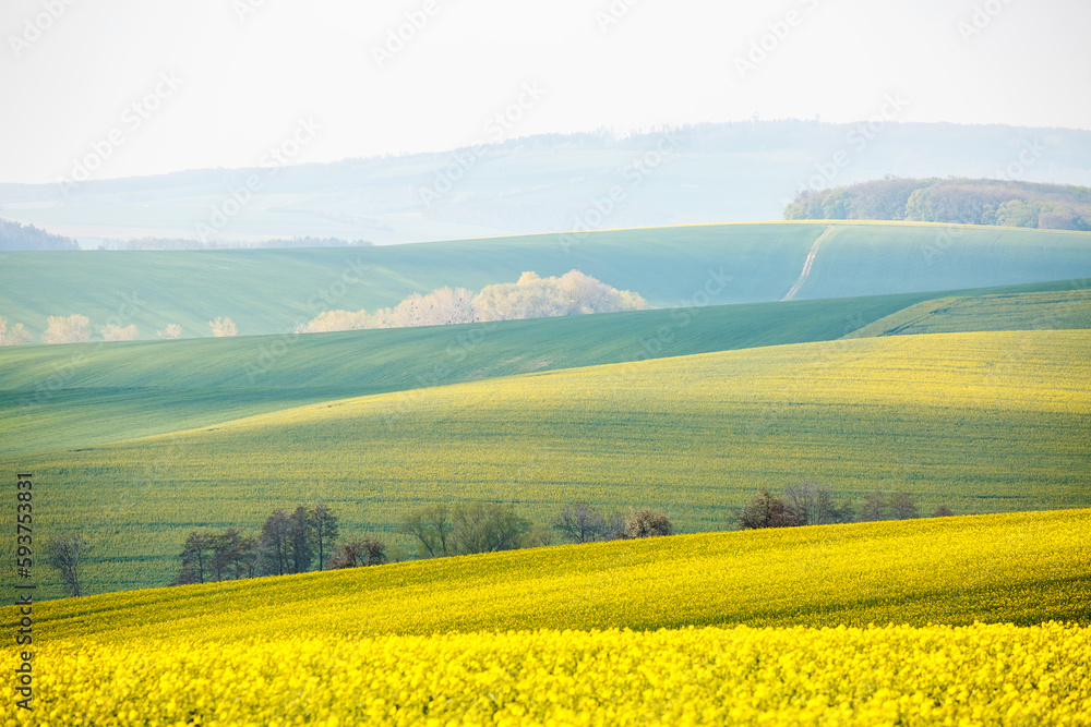 Fototapeta premium A wonderful hilly relief of the earth's surface with flowering rapeseed. South Moravia region, Czech Republic, Europe.