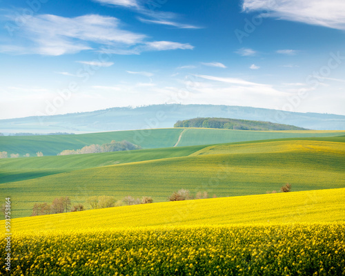 A wonderful hilly relief of the earth s surface with flowering rapeseed. South Moravia region  Czech Republic  Europe.