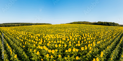 Picturesque sunflower plantation in sunny day. Ukraine, Europe.