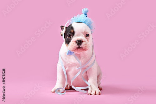 Tan pied French Bulldog dog puppy with blue party hat sitting on pink background © Firn
