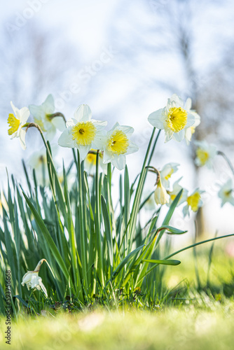 Weiße Narzissen/ Osterglocken (Narcissus) auf grüner Wiese