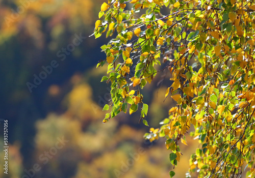  yellow autumn leaves
