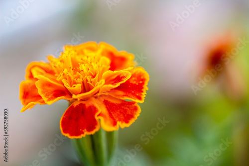 Marigold, orange garden flower