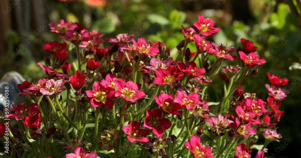 saxifraga arendsii in the garden with vibrant colors in red, pink and green with nice sunlight weighs in a light breeze saxifraga arendsii in the garden with vibrant colors in red, pink and green with nice sunlight weighs in a light breeze