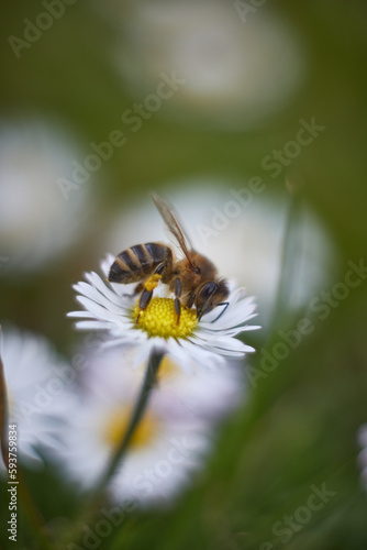 A bee on a flower with a white flower