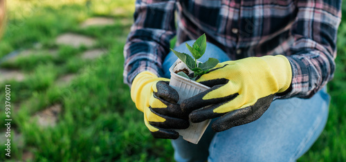 Banner Hand of woman gardener in gloves holds seedling of small apple tree in her hands preparing to plant it in the ground. Tree planting concept
