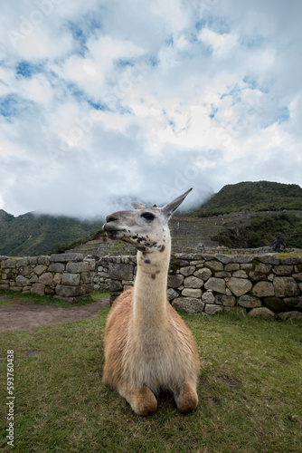 Large size llama sitting on the grass inside the Macchu Piccchu Historic Monument. Part of the ruins can be seen behind  under a cloudy sky