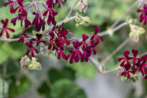 South African geraniums (pelargonium sidoides) flowers in bloom