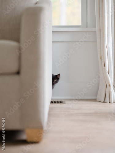Black kitten exploring 