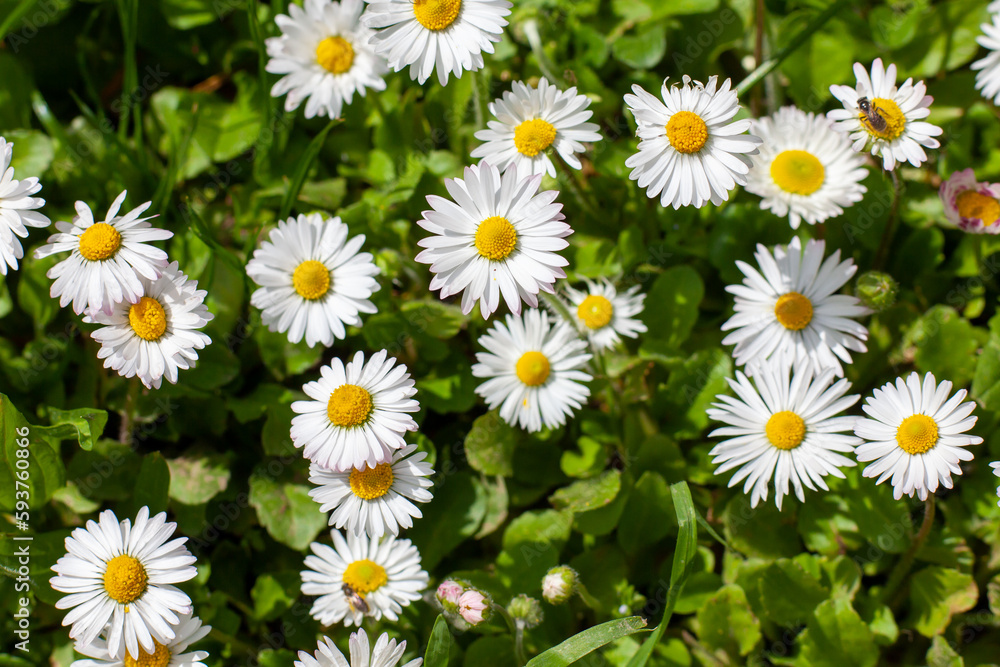 many common daisy plants in full bloom many common daisy plants in full bloom