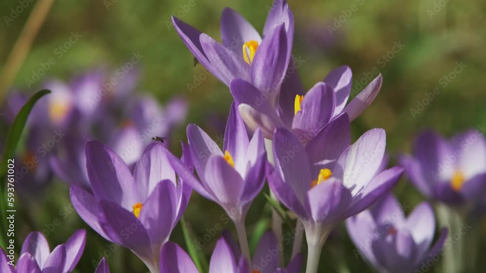 Springtime close-up view of violet crocuses and insect. Soft selective focus of flowering crocus flowers, 4k Springtime close-up view of violet crocuses and insect. Soft selective focus of flowering crocus flowers, 4k