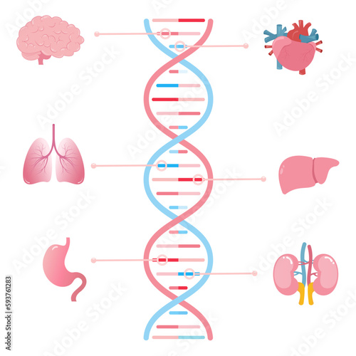 Genes associated with different human organs scientific vector illustration