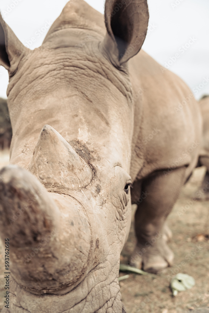 Fototapeta premium Rhino close up