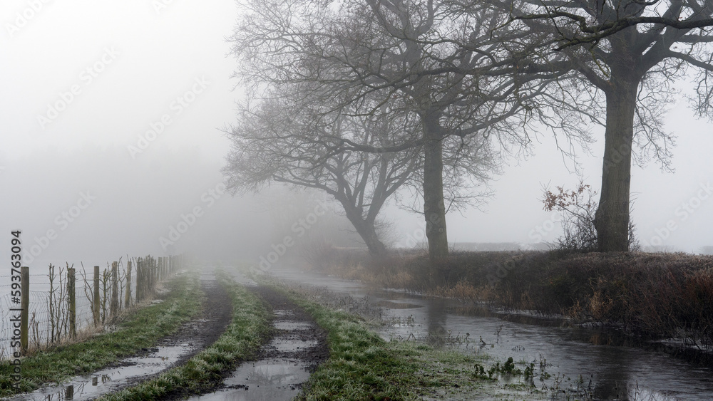 Oak Trees Line A Field On A Foggy Winters Day Oak Trees Line A Field On A Foggy Winters Day