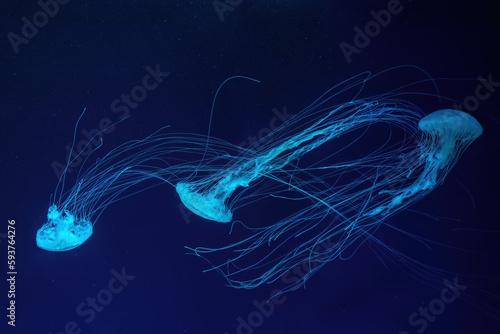 Group of fluorescent jellyfish swim underwater in aquarium pool with blue neon light. The Atlantic sea nettle chrysaora quinquecirrha in blue water, ocean. Theriology, tourism, diving, undersea life.