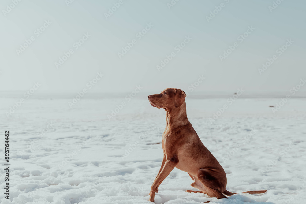 Beautiful red hunting dog sits in the snow on a sunny day