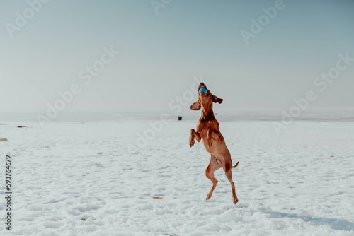Red dog plays and runs in winter in the sun