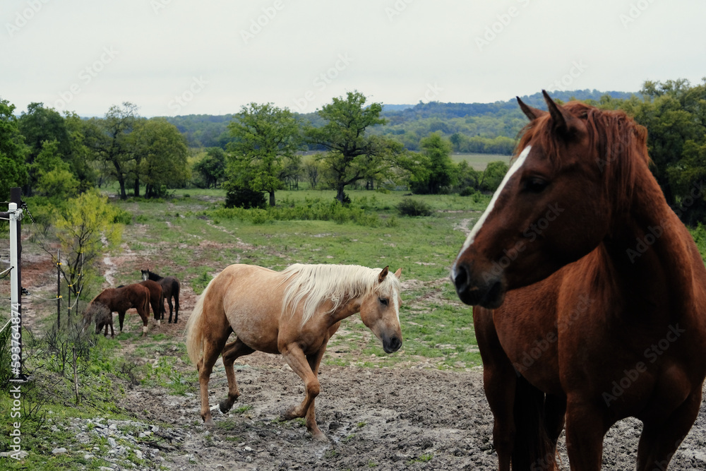 Mare quarter horses shows young herd in Texas spring hill country farm landscape during wet spring season on ranch.