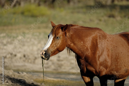 Sorrel mare horse eating algae closeup with blaze face and blurred background on Texas ranch.