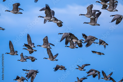 Migrating Cackling Geese (Branta hutchinsii) in Spring